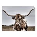 Picture of Longhorn Bull _GroupedProduct_Rectangle_Landscape_Photography _GroupedProduct_Rectangle_Landscape_Unframed_Print_Only_