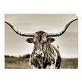 Picture of Longhorn Bull _GroupedProduct_Rectangle_Landscape_Photography _GroupedProduct_Rectangle_Landscape_Unframed_Print_Only_