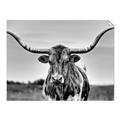 Picture of Longhorn Bull _GroupedProduct_Rectangle_Landscape_Photography _GroupedProduct_Rectangle_Landscape_Unframed_Print_Only_