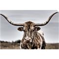 Picture of Longhorn Bull _GroupedProduct_Rectangle_Landscape_Photography _GroupedProduct_Rectangle_Landscape_Unframed_Print_Only_