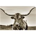 Picture of Longhorn Bull _GroupedProduct_Rectangle_Landscape_Photography _GroupedProduct_Rectangle_Landscape_Unframed_Print_Only_