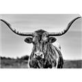 Picture of Longhorn Bull _GroupedProduct_Rectangle_Landscape_Photography _GroupedProduct_Rectangle_Landscape_Unframed_Print_Only_