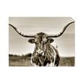 Picture of Longhorn Bull _GroupedProduct_Rectangle_Landscape_Photography _GroupedProduct_Rectangle_Landscape_Unframed_Print_Only_