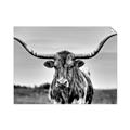 Picture of Longhorn Bull _GroupedProduct_Rectangle_Landscape_Photography _GroupedProduct_Rectangle_Landscape_Unframed_Print_Only_