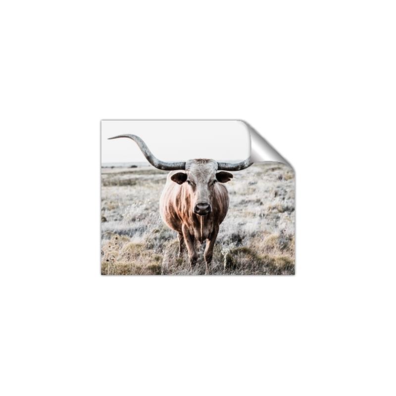 Picture of Longhorn Bull II _GroupedProduct_Rectangle_Landscape_Photography _GroupedProduct_Rectangle_Landscape_Unframed_Print_Only_