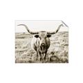 Picture of Longhorn Bull II _GroupedProduct_Rectangle_Landscape_Photography _GroupedProduct_Rectangle_Landscape_Unframed_Print_Only_