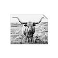Picture of Longhorn Bull II _GroupedProduct_Rectangle_Landscape_Photography _GroupedProduct_Rectangle_Landscape_Unframed_Print_Only_