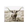 Picture of Longhorn Bull II _GroupedProduct_Rectangle_Landscape_Photography _GroupedProduct_Rectangle_Landscape_Unframed_Print_Only_