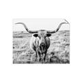 Picture of Longhorn Bull II _GroupedProduct_Rectangle_Landscape_Photography _GroupedProduct_Rectangle_Landscape_Unframed_Print_Only_