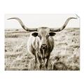 Picture of Longhorn Bull II _GroupedProduct_Rectangle_Landscape_Photography _GroupedProduct_Rectangle_Landscape_Unframed_Print_Only_