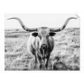 Picture of Longhorn Bull II _GroupedProduct_Rectangle_Landscape_Photography _GroupedProduct_Rectangle_Landscape_Unframed_Print_Only_