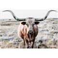 Picture of Longhorn Bull II _GroupedProduct_Rectangle_Landscape_Photography _GroupedProduct_Rectangle_Landscape_Unframed_Print_Only_