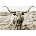 Picture of Longhorn Bull II _GroupedProduct_Rectangle_Landscape_Photography _GroupedProduct_Rectangle_Landscape_Unframed_Print_Only_