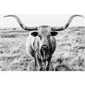 Picture of Longhorn Bull II _GroupedProduct_Rectangle_Landscape_Photography _GroupedProduct_Rectangle_Landscape_Unframed_Print_Only_