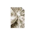 Picture of Look up Birch _GroupedProduct_Rectangle_Portrait_Photography _GroupedProduct_Rectangle_Portrait_Unframed_Print_Only_