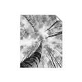 Picture of Look up Birch _GroupedProduct_Rectangle_Portrait_Photography _GroupedProduct_Rectangle_Portrait_Unframed_Print_Only_