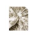 Picture of Look up Birch _GroupedProduct_Rectangle_Portrait_Photography _GroupedProduct_Rectangle_Portrait_Unframed_Print_Only_