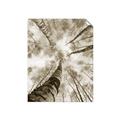 Picture of Look up Birch _GroupedProduct_Rectangle_Portrait_Photography _GroupedProduct_Rectangle_Portrait_Unframed_Print_Only_