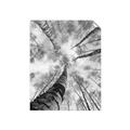 Picture of Look up Birch _GroupedProduct_Rectangle_Portrait_Photography _GroupedProduct_Rectangle_Portrait_Unframed_Print_Only_