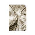 Picture of Look up Birch _GroupedProduct_Rectangle_Portrait_Photography _GroupedProduct_Rectangle_Portrait_Unframed_Print_Only_