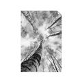 Picture of Look up Birch _GroupedProduct_Rectangle_Portrait_Photography _GroupedProduct_Rectangle_Portrait_Unframed_Print_Only_