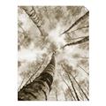 Picture of Look up Birch _GroupedProduct_Rectangle_Portrait_Photography _GroupedProduct_Rectangle_Portrait_Unframed_Print_Only_
