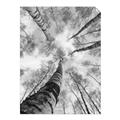 Picture of Look up Birch _GroupedProduct_Rectangle_Portrait_Photography _GroupedProduct_Rectangle_Portrait_Unframed_Print_Only_
