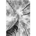 Picture of Look up Birch _GroupedProduct_Rectangle_Portrait_Photography _GroupedProduct_Rectangle_Portrait_Unframed_Print_Only_