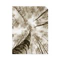 Picture of Look up Birch _GroupedProduct_Rectangle_Portrait_Photography _GroupedProduct_Rectangle_Portrait_Unframed_Print_Only_