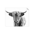 Picture of Maggie, the Cow  _GroupedProduct_Rectangle_Landscape_Photography _GroupedProduct_Rectangle_Landscape_Unframed_Print_Only_
