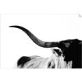 Picture of Max, the Bull _GroupedProduct_Rectangle_Landscape_Photography _GroupedProduct_Rectangle_Landscape_Unframed_Print_Only_