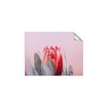 Picture of Mid Bloom _GroupedProduct_Rectangle_Landscape_Photography _GroupedProduct_Rectangle_Landscape_Unframed_Print_Only_