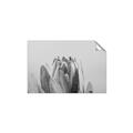 Picture of Mid Bloom _GroupedProduct_Rectangle_Landscape_Photography _GroupedProduct_Rectangle_Landscape_Unframed_Print_Only_