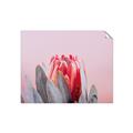 Picture of Mid Bloom _GroupedProduct_Rectangle_Landscape_Photography _GroupedProduct_Rectangle_Landscape_Unframed_Print_Only_
