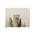 Picture of Mid Bloom _GroupedProduct_Rectangle_Landscape_Photography _GroupedProduct_Rectangle_Landscape_Unframed_Print_Only_