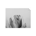 Picture of Mid Bloom _GroupedProduct_Rectangle_Landscape_Photography _GroupedProduct_Rectangle_Landscape_Unframed_Print_Only_