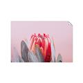 Picture of Mid Bloom _GroupedProduct_Rectangle_Landscape_Photography _GroupedProduct_Rectangle_Landscape_Unframed_Print_Only_