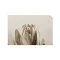 Picture of Mid Bloom _GroupedProduct_Rectangle_Landscape_Photography _GroupedProduct_Rectangle_Landscape_Unframed_Print_Only_