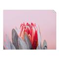 Picture of Mid Bloom _GroupedProduct_Rectangle_Landscape_Photography _GroupedProduct_Rectangle_Landscape_Unframed_Print_Only_