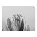 Picture of Mid Bloom _GroupedProduct_Rectangle_Landscape_Photography _GroupedProduct_Rectangle_Landscape_Unframed_Print_Only_