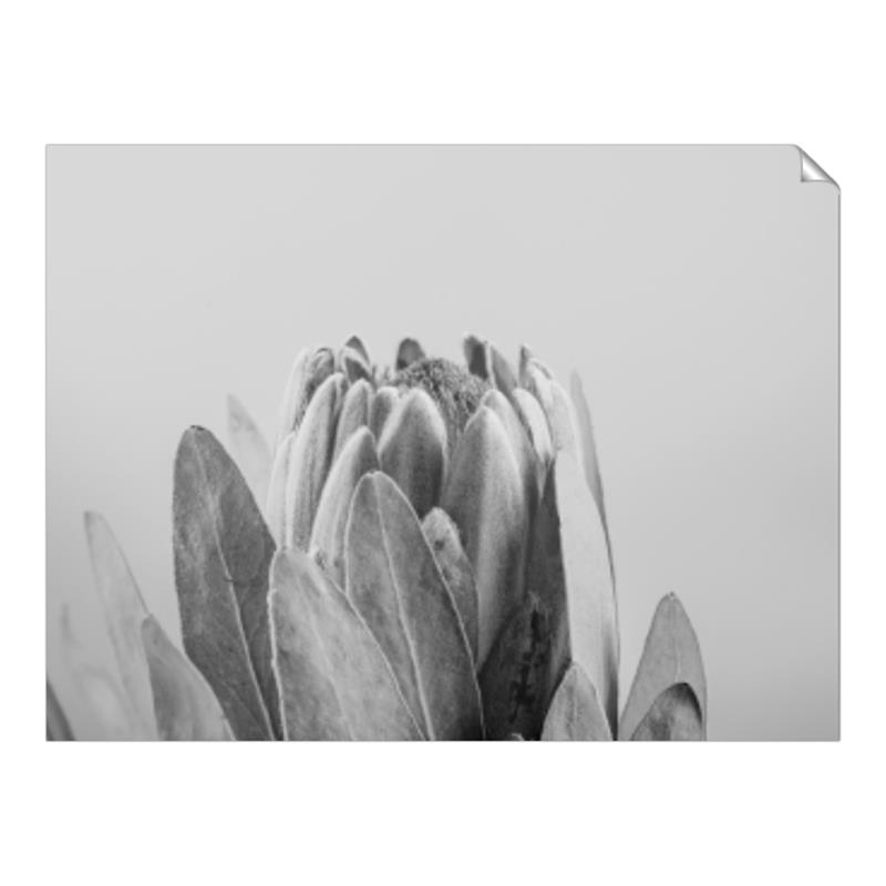 Picture of Mid Bloom _GroupedProduct_Rectangle_Landscape_Photography _GroupedProduct_Rectangle_Landscape_Unframed_Print_Only_