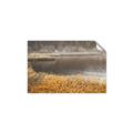 Picture of Mustard Grass Lake _GroupedProduct_Rectangle_Landscape_Photography _GroupedProduct_Rectangle_Landscape_Unframed_Print_Only_