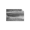 Picture of Mustard Grass Lake _GroupedProduct_Rectangle_Landscape_Photography _GroupedProduct_Rectangle_Landscape_Unframed_Print_Only_