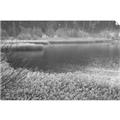 Picture of Mustard Grass Lake _GroupedProduct_Rectangle_Landscape_Photography _GroupedProduct_Rectangle_Landscape_Unframed_Print_Only_