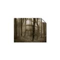 Picture of Mysterious Woods  _GroupedProduct_Rectangle_Landscape_Photography _GroupedProduct_Rectangle_Landscape_Unframed_Print_Only_
