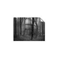 Picture of Mysterious Woods  _GroupedProduct_Rectangle_Landscape_Photography _GroupedProduct_Rectangle_Landscape_Unframed_Print_Only_