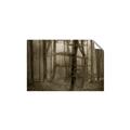 Picture of Mysterious Woods  _GroupedProduct_Rectangle_Landscape_Photography _GroupedProduct_Rectangle_Landscape_Unframed_Print_Only_