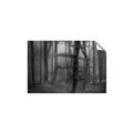 Picture of Mysterious Woods  _GroupedProduct_Rectangle_Landscape_Photography _GroupedProduct_Rectangle_Landscape_Unframed_Print_Only_