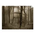 Picture of Mysterious Woods  _GroupedProduct_Rectangle_Landscape_Photography _GroupedProduct_Rectangle_Landscape_Unframed_Print_Only_
