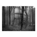 Picture of Mysterious Woods  _GroupedProduct_Rectangle_Landscape_Photography _GroupedProduct_Rectangle_Landscape_Unframed_Print_Only_